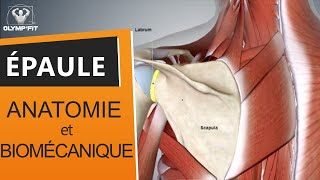 Origine des douleurs et fonctionnement de lépaule Comprendre lanatomie et la biomécanique [upl. by Thistle810]