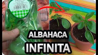 ALBAHACA INFINITA GRATIS Cómo Cultivar Más De Lo Que Puedes Comer  La Huertina De Toni [upl. by Primrosa]