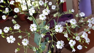 Bouquet Flower  Gypsophila Plant Care  How to Grow and Care Gypsophila Plant [upl. by Atsirak617]