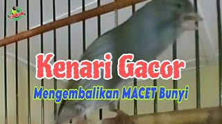 AMPUH SEKALI KLIK LANGSUNG GACOR  MASTERAN KENARI GACOR FULL ISIAN BAGUS UNTUK KENARI MACET BUNYI [upl. by Faust]