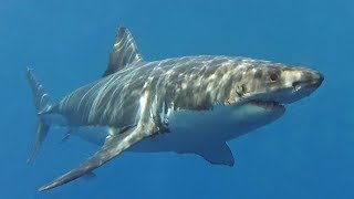 Shark Diving  White Sharks  Guadalupe Island [upl. by Arakihc]