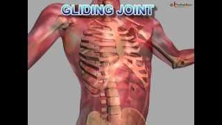 Science  Human Body Bones and Muscles  Part 2  Hindi [upl. by Dranreb]