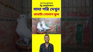 মাথাটা গোলাপ ফুল ফরহাদ ভাই shorts pigeon reels birdpriceupdate2024 [upl. by Ahsilac]