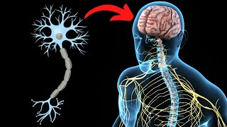 El SISTEMA NERVIOSO CENTRAL explicado partes y funcionamiento🧠 [upl. by Ttoile]