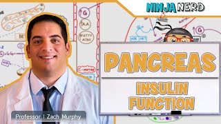 Endocrinology  Pancreas Insulin Function [upl. by Jeconiah662]