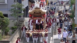 2017101 大東市 新田西地車 大修復 御披露目曳行 [upl. by Eirrek]