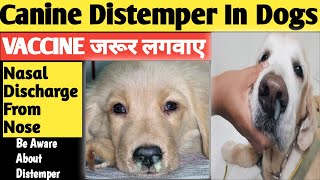 Canine Distemper Treatment  CD Treatment  Distemper In Dogs  Canine Distemper In Dogs  dogs [upl. by Aicats]