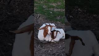 Adorable goat and her baby chewing cud together [upl. by Lorrimer]