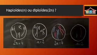 EB9 cellule diploides et haploides part 1 [upl. by Nilrak]