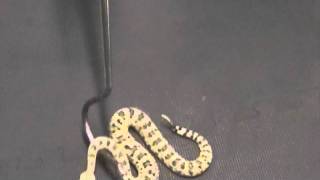 Crotalus cerastes Sidewinder Venom Extraction [upl. by Seabrook]