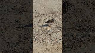 Cute Little Ruddy Turnstone Scouring the Beach For Food nature gulfbeaches [upl. by Anthony]