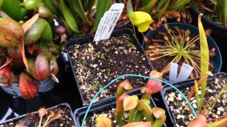 Venus Fly Trap Winter Care Guide amp Cold growing Carnivores  Temperate Carnivorous Plant Update [upl. by Penrod]