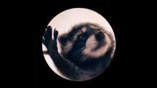 Pedro the Raccoon 1hr  TikTok Trends 2024  Raccoon Dance [upl. by Eesdnil]