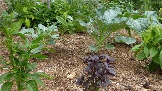 Mini Food Forest in Denver Colorado A front yard edible garden using permaculture design [upl. by Arimihc]