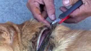 Removing an Embedded Collar from a Street Dog [upl. by Hallagan]