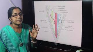 Lecture On Femoral Triangle [upl. by Teplica]