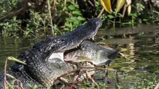 Une matinée photo à Wakodahatchee Wetlands Floride [upl. by Sihunn297]