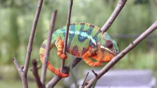 Real Chameleon Color change [upl. by Sulokcin]