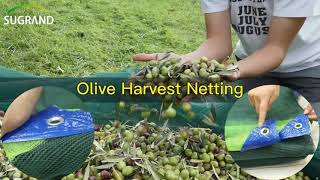 Durable Olive Harvest Netting [upl. by Dwaine]