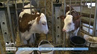 ANIMAUX  La Montbéliarde une belle histoire d’amour [upl. by Nagaet]