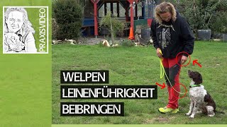 Welpen richtig erziehen ➡️ Welpe Leinenführigkeit beibringen ➡️ Praxisvideo ✔️ [upl. by Seuqram]