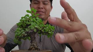 Portulacaria Bonsai estilo moyogi avance [upl. by Adelind131]