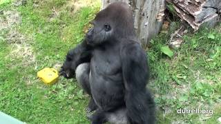 Silverback Gorilla turns cameraman at Durrell [upl. by Ednargel518]