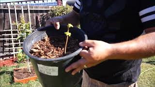 How To grow Lantana plant from Cuttings [upl. by Mandie]