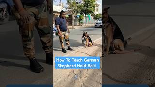 How To Teach German Shepherd Hold Balti session 406 shorts [upl. by Callum230]