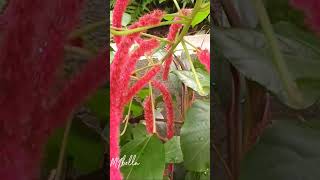 Acalypha Hispida yt ytshort ytshortvideo ytshorts ytflower [upl. by Lippold]