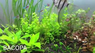 2 BACOPA FOR YOUR AQUARIUM [upl. by Eniamraj]