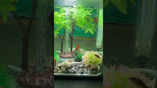 biOrb Fish Tank [upl. by Ahsitnauq]