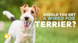 Watch Before Dealing with Wire Fox Terrier Temperament [upl. by Noyart]