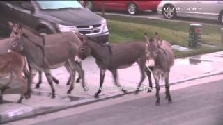 Wild Donkeys Invade Neighborhood  Moreno Valley RAW FOOTAGE [upl. by Reiss193]