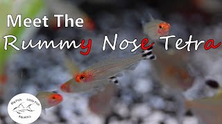 Meet the Rummy Nose Tetra  Species Profile [upl. by Waldack318]