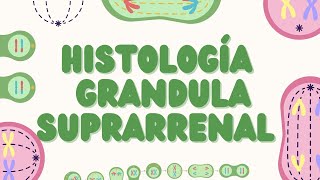 Histología de la Glándula Suprarrenal Estructura y Función [upl. by Mehalek574]