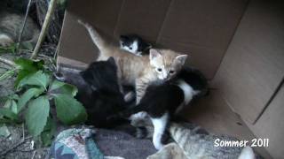 Kitten 8 Katzenbabys wohnen im Carton [upl. by Bose]