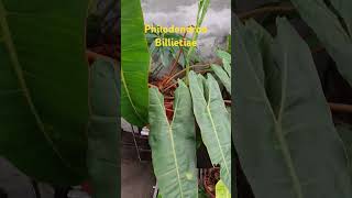 Philodendron billietiae nature amazinggarden philodendron love amazing garden enjoy relaxing [upl. by Refynnej56]