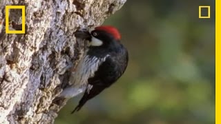 Woodpeckers vs the World  National Geographic [upl. by Garrek]