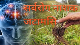 नेपाली बहुउपयाेगी जडीबुटी जटामसी Nardostachys Jatamasi Best Medicion [upl. by Eedak428]