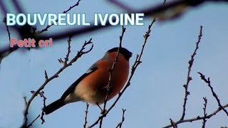 BOUVREUIL PIVOINE Chant [upl. by Gonroff458]