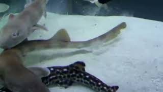 Feeding bamboo sharks [upl. by Zizaludba220]