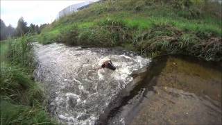 Smooth Fox terrier have fun in the water [upl. by Hunfredo]