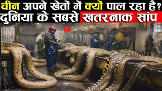 चीन में ऐसे होती है साँपों की खेती  Exploring the Mysterious Snakes Farming Village in China part 2 [upl. by Quincey]