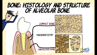 Bone histology and Structure of Alveolar bone [upl. by Adnovay]