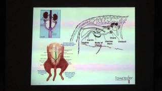 Veterinary Laparoscopy  Towcester Veterinary Centre Small Animal Hospital Mrs Helen Pope [upl. by Lombard151]