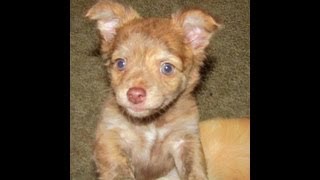 Chihuahua puppy racing through the house [upl. by Ellenij]