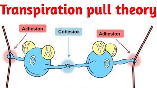 Cohesiontension theory or transpiration pull theory [upl. by Rea]