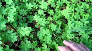 ♣ How to grow a four leaf clover ♣ 🍀🍀🍀🍀 [upl. by Rednael]