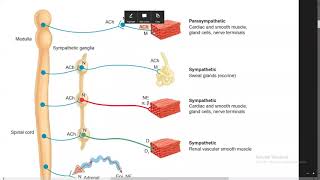 Introduction to Autonomic Pharmacology  Katzung  Online session for DPT students UrduHindi [upl. by Hna]